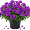 Purple Verbena Live Plant 4-6 Inch Tall – Flowering Garden Plant – Indoor/Outdoor - Image 1