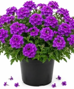 Purple Verbena Live Plant 4-6 Inch Tall – Flowering Garden Plant – Indoor/Outdoor - Image 1