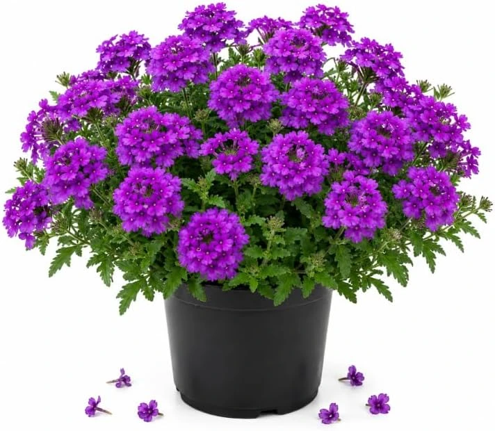 Purple Verbena Live Plant 4-6 Inch Tall – Flowering Garden Plant – Indoor/Outdoor - Image 1