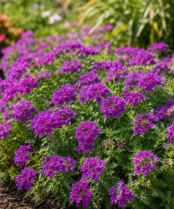 Purple Verbena Live Plant – Rooted Flowering Plant – 4-6 Inch Tall – Outdoor - Image 2