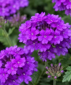 Purple Verbena Live Plant – Rooted Flowering Plant – 4-6 Inch Tall – Outdoor - Image 3