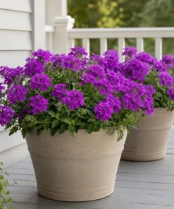 Purple Verbena Live Plant – Rooted Flowering Plant – 4-6 Inch Tall – Outdoor - Image 5