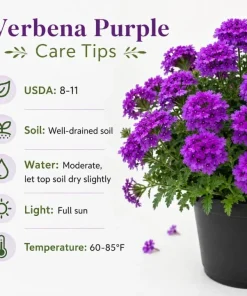 Purple Verbena Live Plant – Rooted Flowering Plant – 4-6 Inch Tall – Outdoor - Image 6