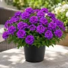 Purple Verbena Live Plant – Rooted Flowering Plant – 4-6 Inch Tall – Outdoor - Image 1