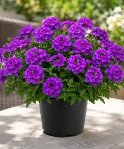 Purple Verbena Live Plant – Rooted Flowering Plant – 4-6 Inch Tall – Outdoor - Image 1