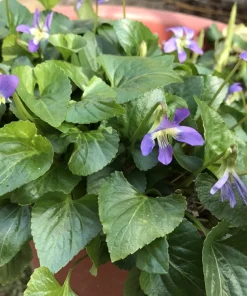 Purple Wild Violet Bare Root Plants - 12 Count Perennial, Easy Grow, Indoor/Outdoor - Image 2