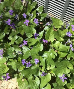 Purple Wild Violet Bare Root Plants - 12 Count Perennial, Easy Grow, Indoor/Outdoor - Image 3