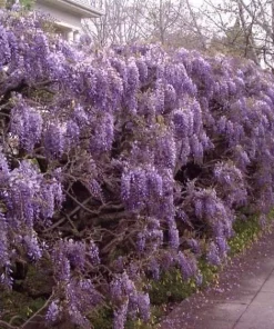 Purple Wisteria Live Plant - 3