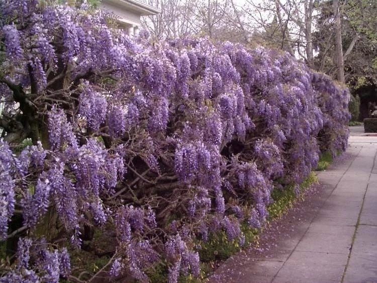 Purple Wisteria Live Plant - 3" Pot - Fragrant Flowering Vine for Garden - Image 2