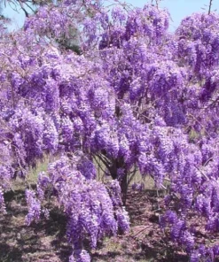 Purple Wisteria Live Plant - 3