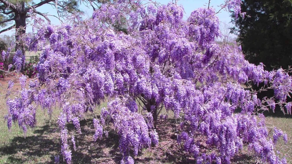 Purple Wisteria Live Plant - 3" Pot - Fragrant Flowering Vine for Garden - Image 3