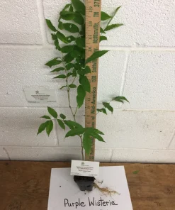 Purple Wisteria Live Plant - 3