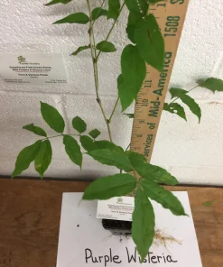 Purple Wisteria Live Plant - 3