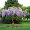 Purple Wisteria Live Plant - 3" Pot - Fragrant Flowering Vine for Garden - Image 1