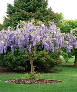 Purple Wisteria Live Plant - 3