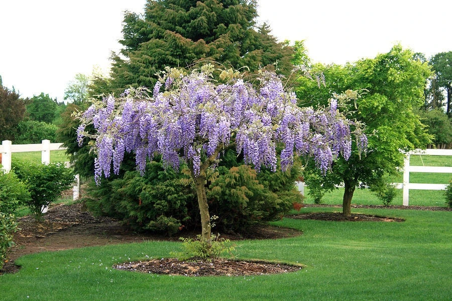 Purple Wisteria Live Plant - 3" Pot - Fragrant Flowering Vine for Garden - Image 1