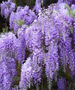 Purple Wisteria Tree Live Plant Set - 2 Dormant 6-8 inch Tall, 4 inch Pot, Outdoor - Image 2