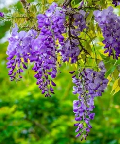 Purple Wisteria Tree Live Plant Set - 2 Dormant 6-8 inch Tall, 4 inch Pot, Outdoor - Image 3