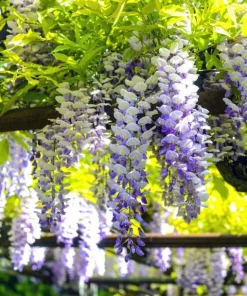 Purple Wisteria Tree Live Plant Set - 2 Dormant 6-8 inch Tall, 4 inch Pot, Outdoor - Image 4