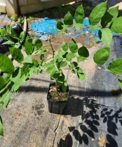 Purple Wisteria Tree Live Plant Set - 2 Dormant 6-8 inch Tall, 4 inch Pot, Outdoor - Image 5