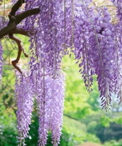 Purple Wisteria Tree Live Plant Set - 2 Dormant 6-8 inch Tall, 4 inch Pot, Outdoor - Image 6