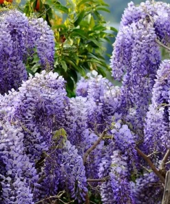 Purple Wisteria Tree Live Plant Set - 2 Dormant 6-8 inch Tall, 4 inch Pot, Outdoor - Image 7