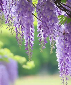 Purple Wisteria Tree Live Plant Set - 2 Dormant 6-8 inch Tall, 4 inch Pot, Outdoor - Image 8