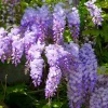 Purple Wisteria Tree Live Plant Set - 2 Dormant 6-8 inch Tall, 4 inch Pot, Outdoor - Image 1