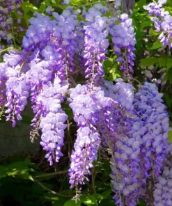 Purple Wisteria Tree Live Plant Set - 2 Dormant 6-8 inch Tall, 4 inch Pot, Outdoor - Image 1