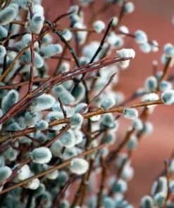 Pussy Willow Live Shrub Plant – 6-12