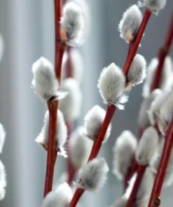 Pussy Willow Live Shrub Plant – 6-12