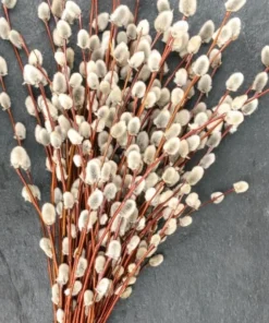 Pussy Willow Live Shrub Plant – 6-12