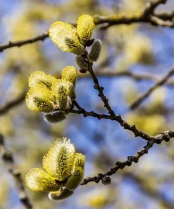 Pussy Willow Live Shrub Plant – 6-12