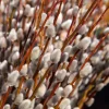 Pussy Willow Live Shrub Plant – 6-12" Tall – Fast Growing Ornamental Tree - Image 1