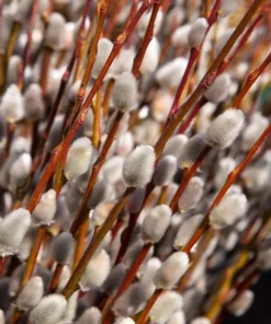 Pussy Willow Live Shrub Plant – 6-12