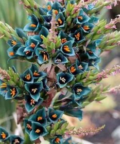 Puya Alpestris (Sapphire Tower) Seeds - 10 Pack - Exotic Cactus Seeds - Image 2