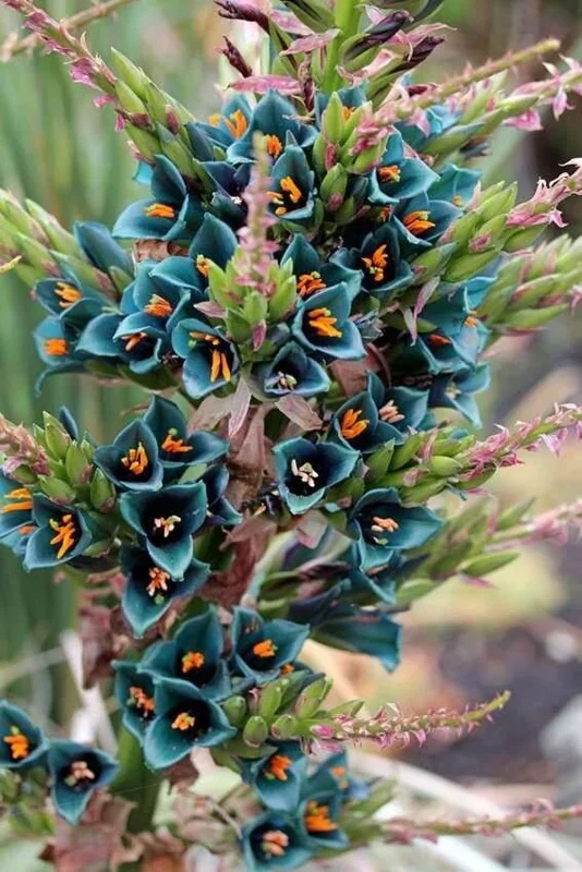 Puya Alpestris (Sapphire Tower) Seeds - 10 Pack - Exotic Cactus Seeds - Image 2