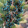Puya Alpestris (Sapphire Tower) Seeds - 10 Pack - Exotic Cactus Seeds - Image 1