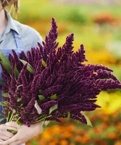 Pygmy Torch Amaranth Seeds (Amaranthus caudatus) - 500+ Seeds, Compact Red - Image 2