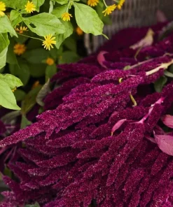 Pygmy Torch Amaranth Seeds (Amaranthus caudatus) - 500+ Seeds, Compact Red - Image 3