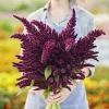 Pygmy Torch Amaranth Seeds (Amaranthus caudatus) - 500+ Seeds, Compact Red - Image 1