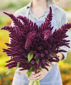 Pygmy Torch Amaranth Seeds (Amaranthus caudatus) - 500+ Seeds, Compact Red - Image 1