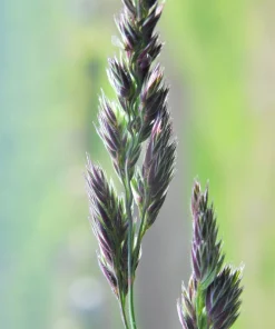 Quickdraw Orchard Grass Seeds - 3000 Organic Dactylis Glomerata Pet & Forage Grass Seeds, Sun to Shade, Zones 3-7 - Image 10