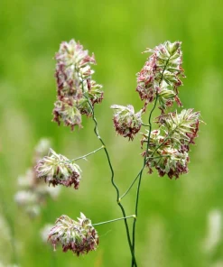 Quickdraw Orchard Grass Seeds - 3000 Organic Dactylis Glomerata Pet & Forage Grass Seeds, Sun to Shade, Zones 3-7 - Image 11
