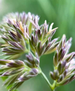 Quickdraw Orchard Grass Seeds - 3000 Organic Dactylis Glomerata Pet & Forage Grass Seeds, Sun to Shade, Zones 3-7 - Image 2