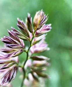 Quickdraw Orchard Grass Seeds - 3000 Organic Dactylis Glomerata Pet & Forage Grass Seeds, Sun to Shade, Zones 3-7 - Image 3