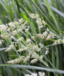 Quickdraw Orchard Grass Seeds - 3000 Organic Dactylis Glomerata Pet & Forage Grass Seeds, Sun to Shade, Zones 3-7 - Image 4