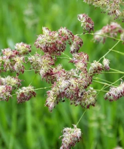 Quickdraw Orchard Grass Seeds - 3000 Organic Dactylis Glomerata Pet & Forage Grass Seeds, Sun to Shade, Zones 3-7 - Image 7