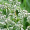 Quickdraw Orchard Grass Seeds - 3000 Organic Dactylis Glomerata Pet & Forage Grass Seeds, Sun to Shade, Zones 3-7 - Image 1