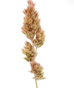 Quickdraw Orchard Grass Seeds - 3000 Organic Dactylis Glomerata Pet & Forage Grass Seeds, Sun to Shade, Zones 3-7 - Image 9